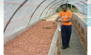 Filière cacao-café : Érection d’un guichet de subventions pour les producteurs camerounais