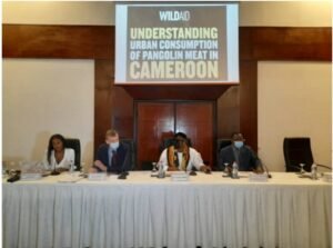 Cameroun-Protection des espèces menacées : WildAid, Roger MILLA, Stanley ENOW, LOCKO, Patrick MBOMA, Rigobert SONG…à la rescousse du pangolin