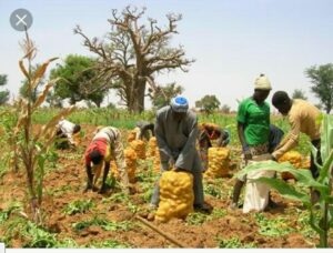 Cameroun-FAO : La 16e réunion de l’équipe multidisciplinaire en Afrique Centrale se tient à Yaoundé