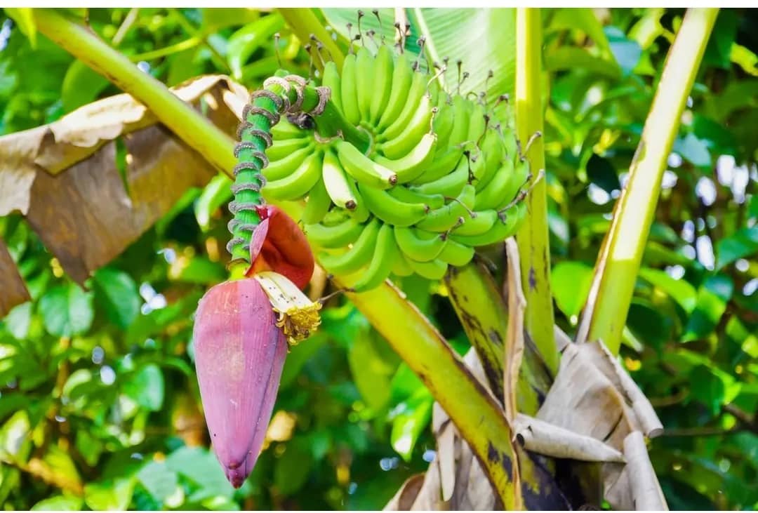 Cameroun-Banane-plantain : Le littoral à plein régime